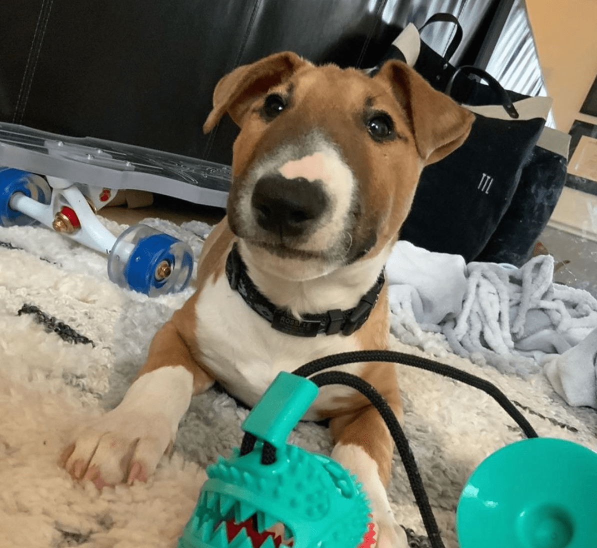 Suction Cup Dog Toy
