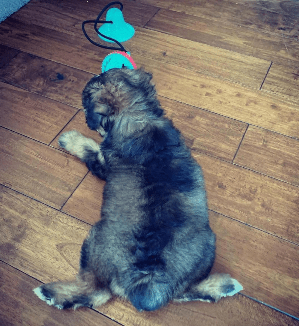 Suction Cup Dog Toy