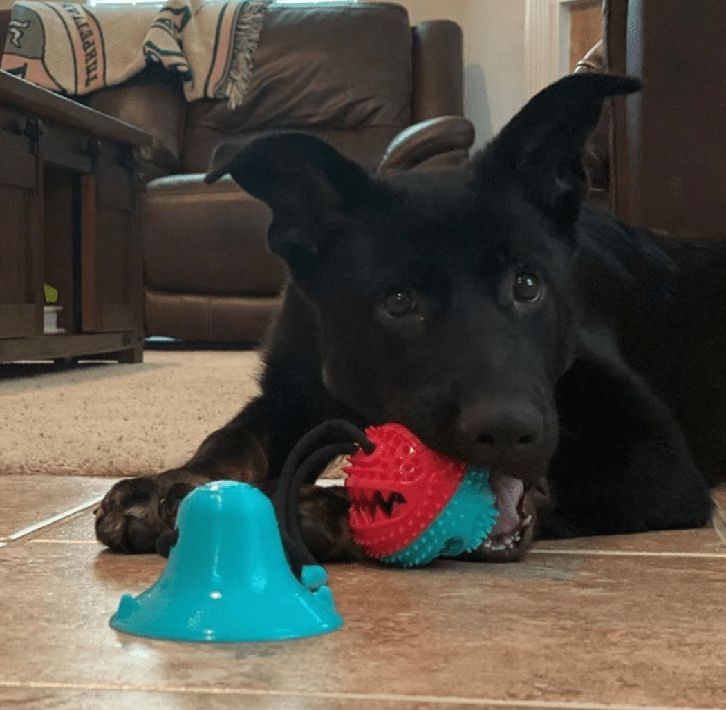 Suction Cup Dog Toy
