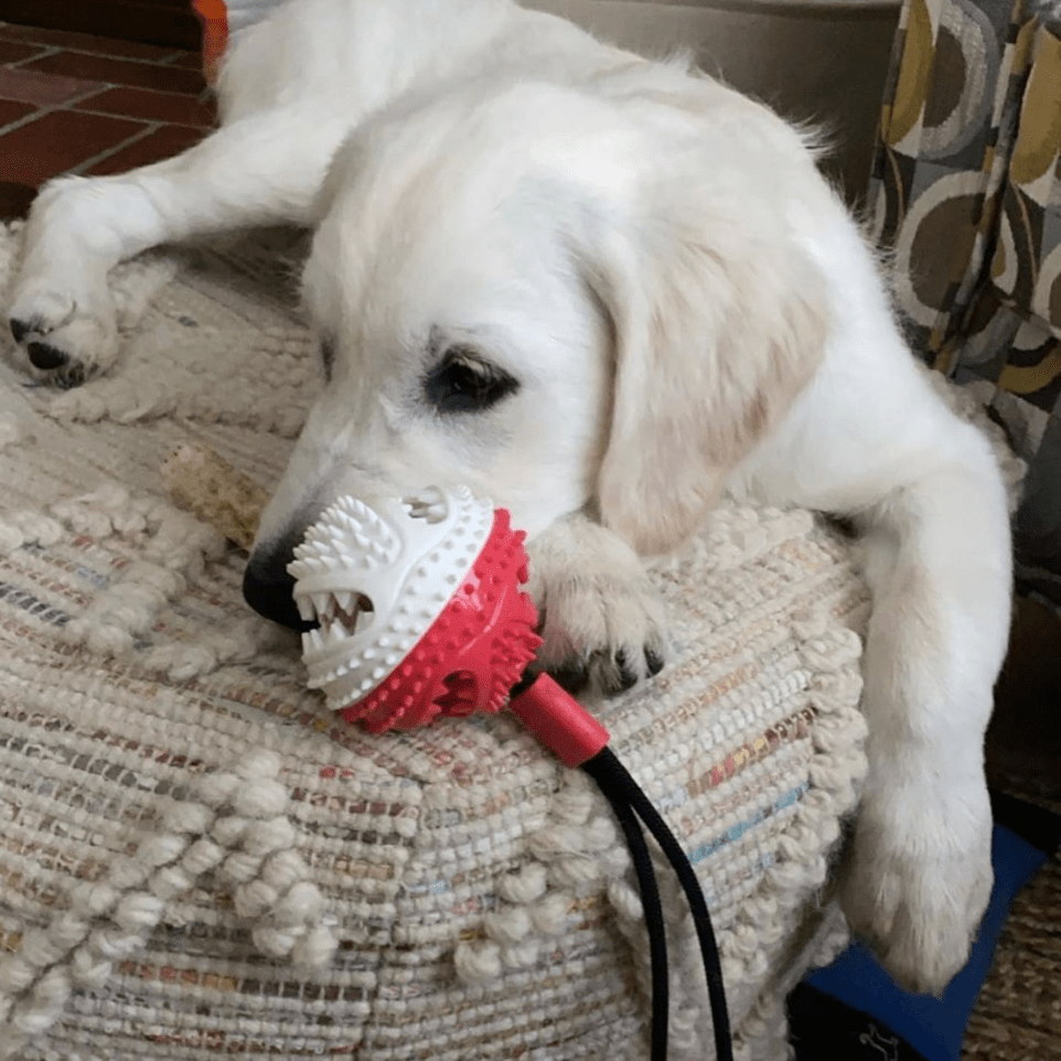 Suction Cup Dog Toy