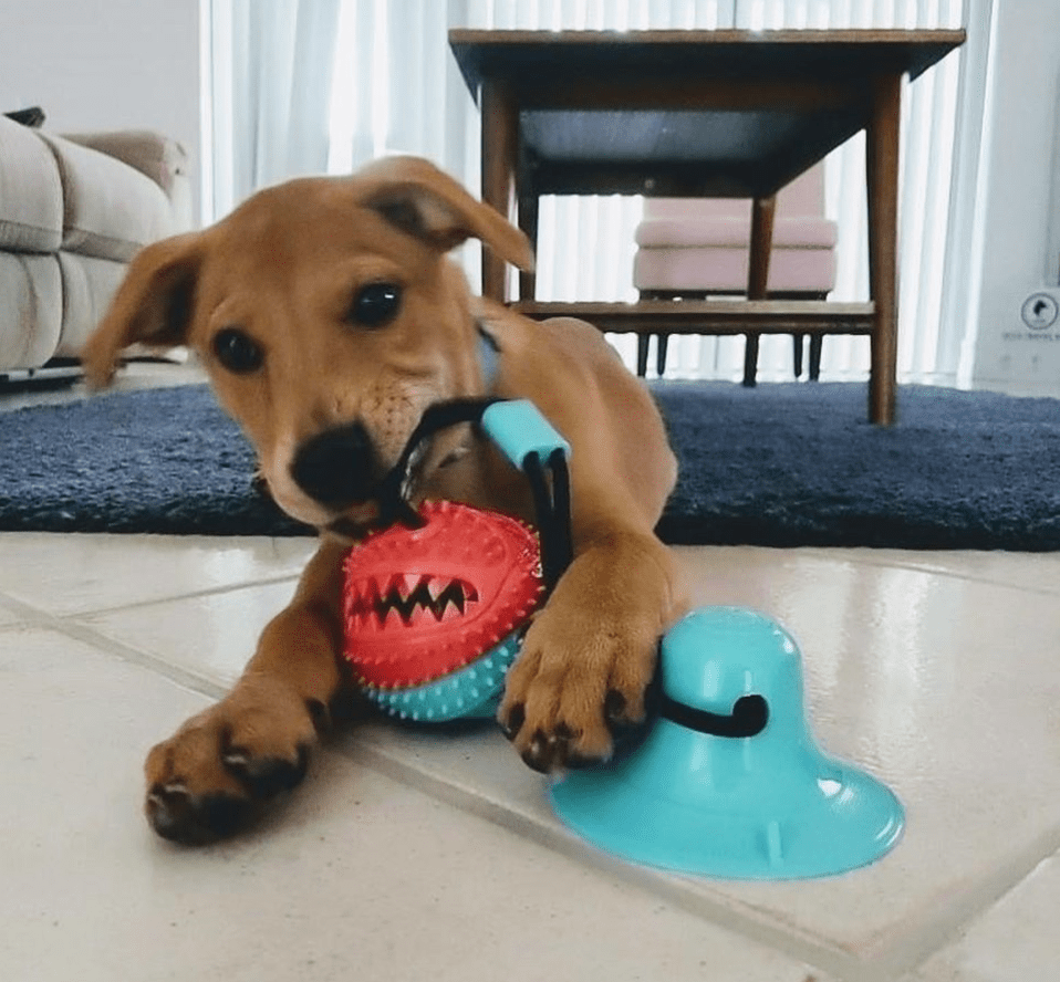 Suction Cup Dog Toy