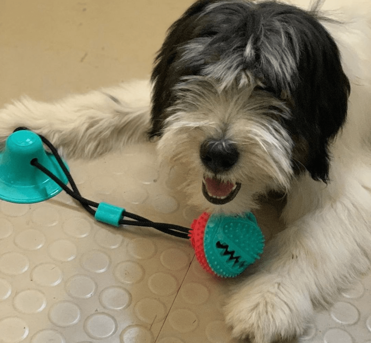 Suction Cup Dog Toy
