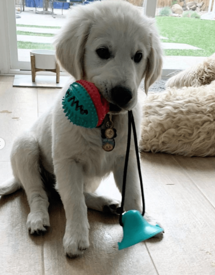 Suction Cup Dog Toy