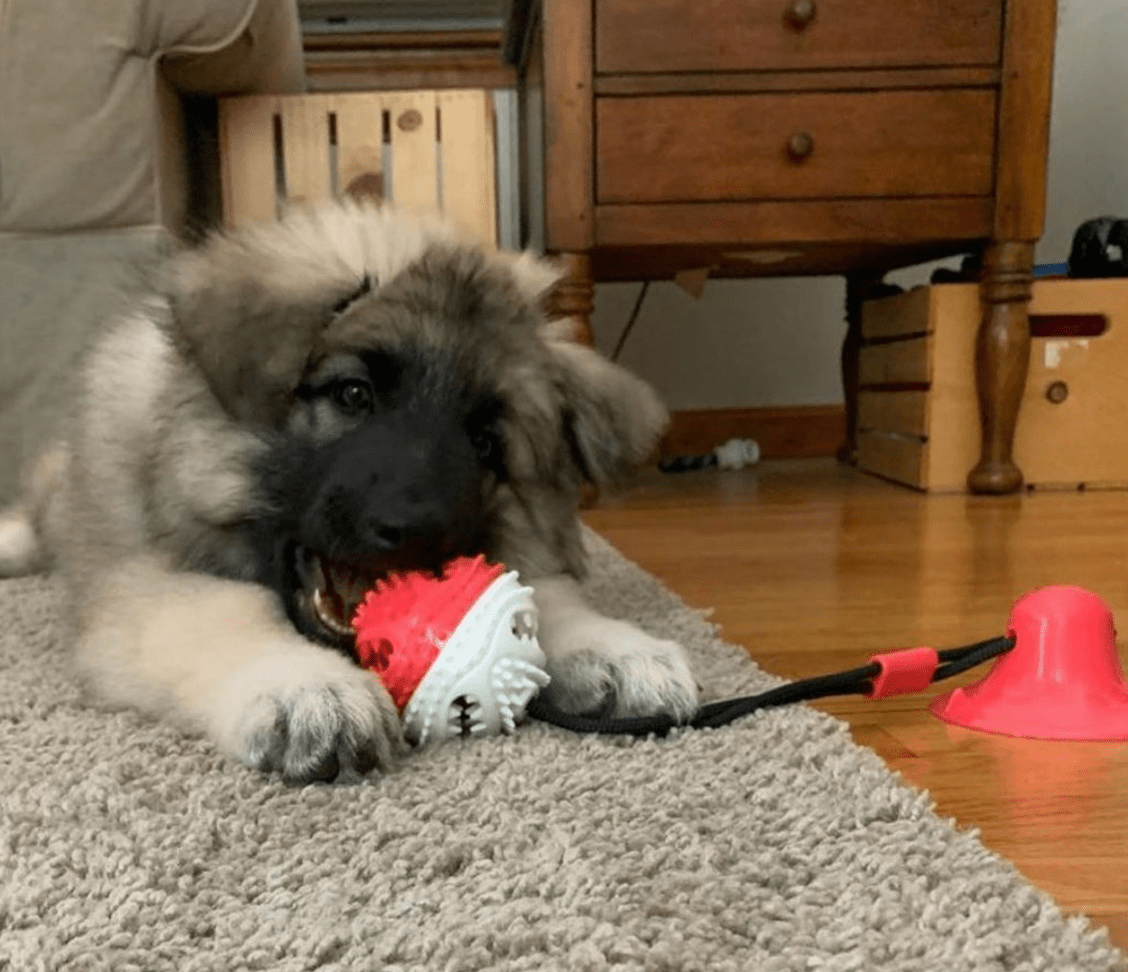 Suction Cup Dog Toy