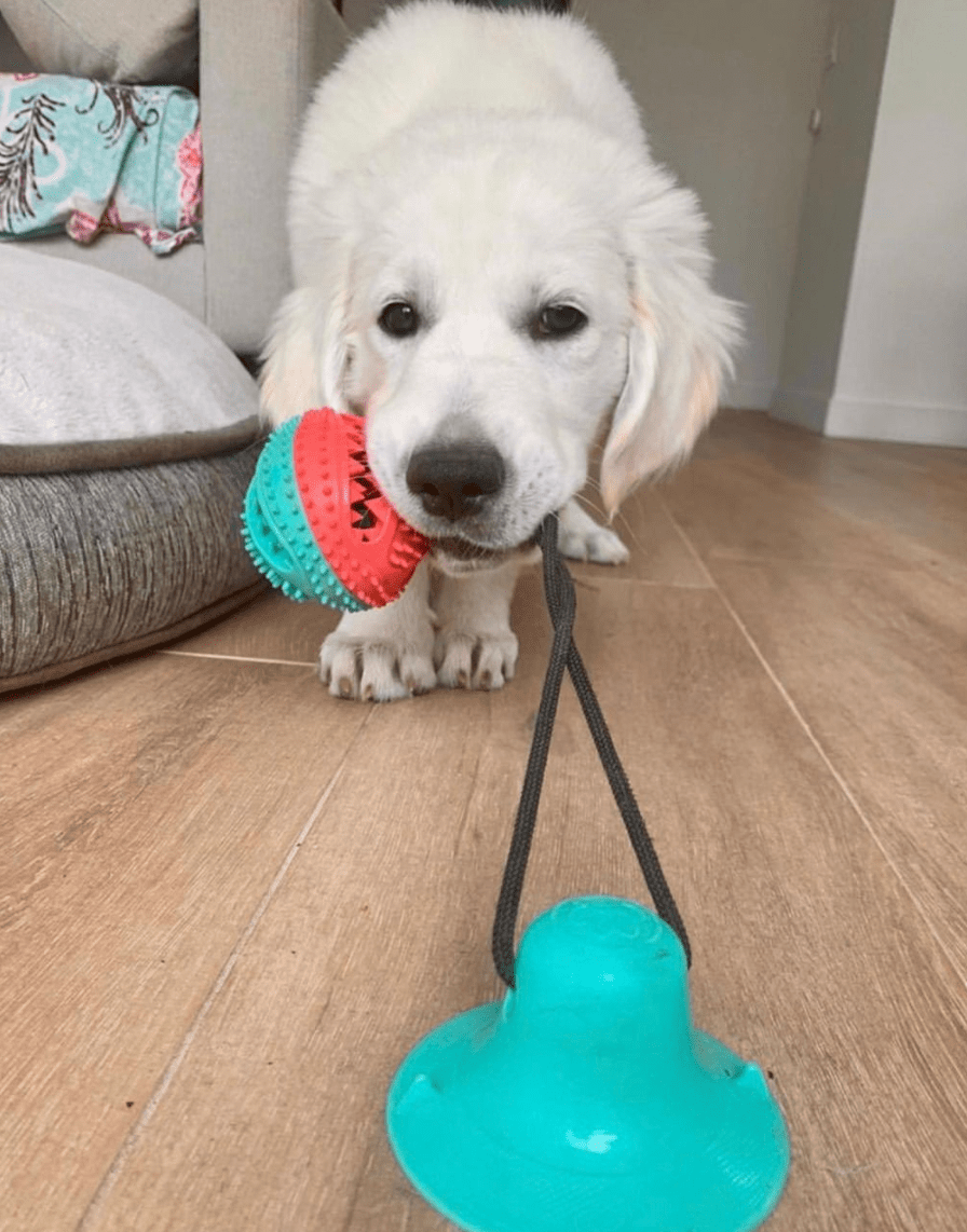 Suction Cup Dog Toy